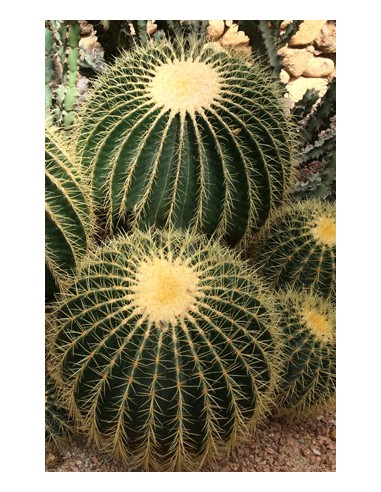 copy of Ferocactus Histrix