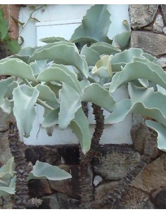 copy of Kalanchoe...