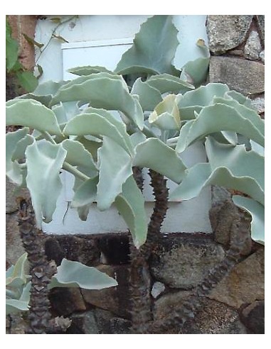 Kalanchoe Beharensis Blanc