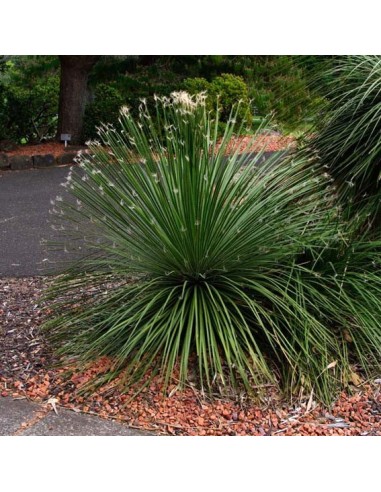 Agave Geminiflora