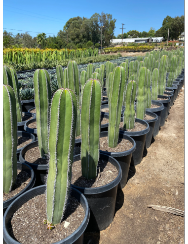 copy of Pachycereus Weberi