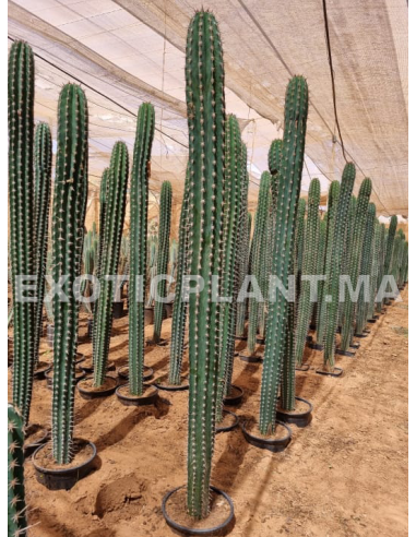 Pachycereus Pecten-Aboriginum