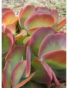 Kalanchoe Thyrsiflora