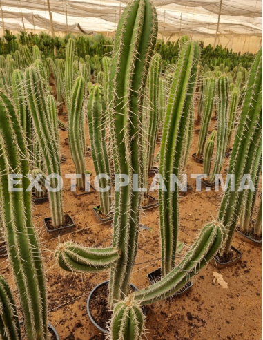 copy of Pachycereus Weberi