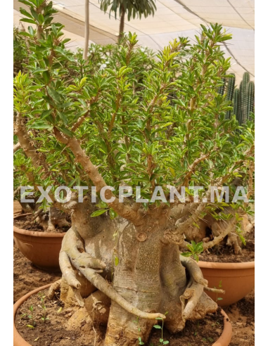 Pachypodium Saundersii sujet 20ans et plus