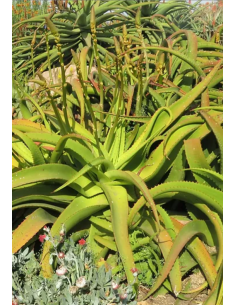 Aloe Vanbalenii