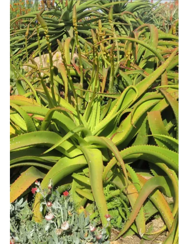 Aloe Vanbalenii