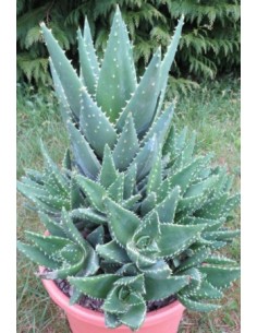 Aloe Brevifolia