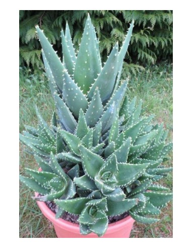 Aloe Brevifolia