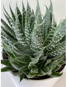 copy of Aloe Brevifolia