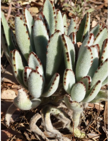 copy of Kalanchoe Beharensis Elephant’s