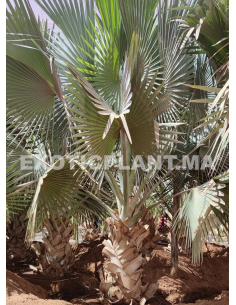 copy of Sabal Palmetto