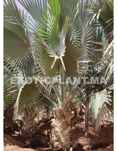 Bismarckia Nobilis Silver