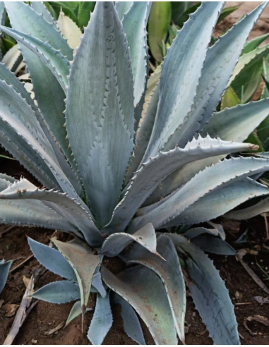 Agave Americana Franzosini