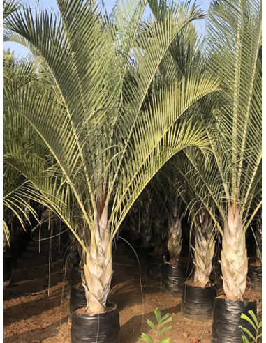 Dypsis Decaryi