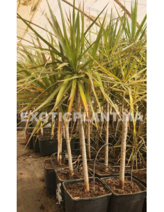 Dracaena Marginata