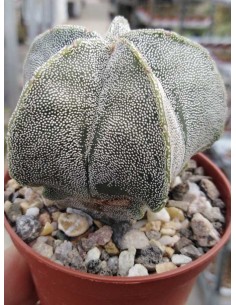Astrophytum Myriostigma