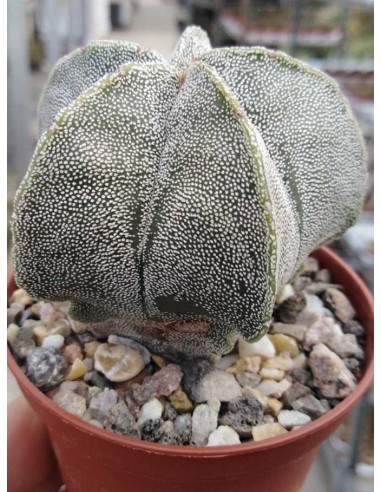 Astrophytum Myriostigma