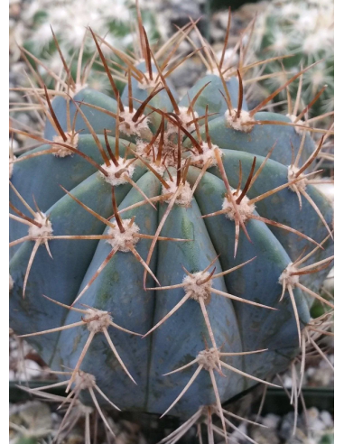 copy of Ferocactus Histrix