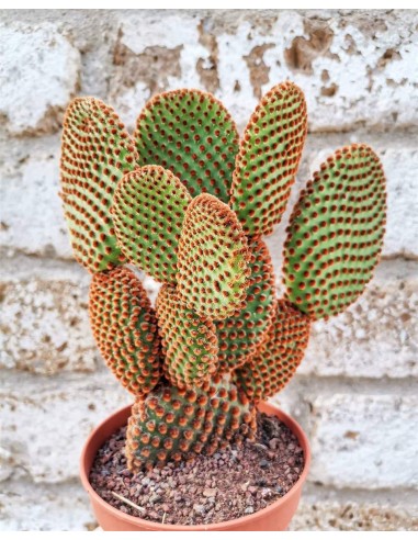 Opuntia Microdasys Rufida