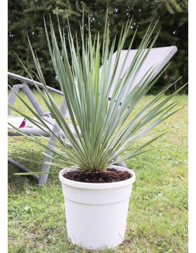 Yucca Rostrata