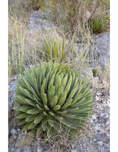 Agave Victoriae-Reginae