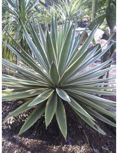 Agave Americana 'Marginata'