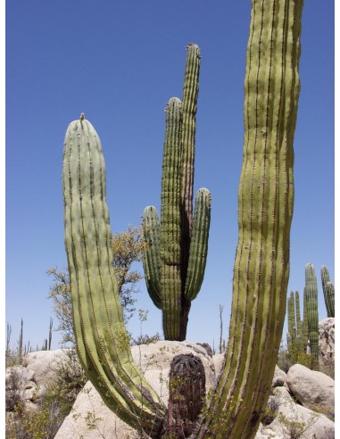 Pachycereus Pringlei