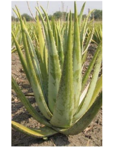 Aloe Vera Barbadensis Miller