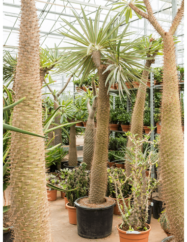 Pachypodium Geayi