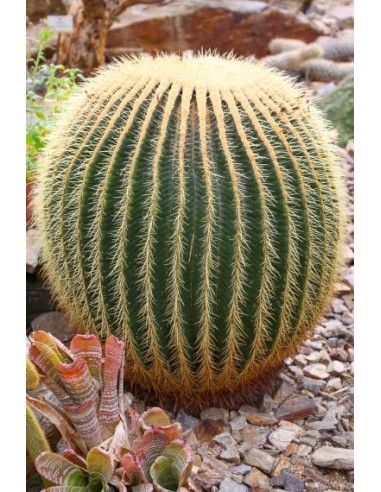 Echinocactus Grusonii