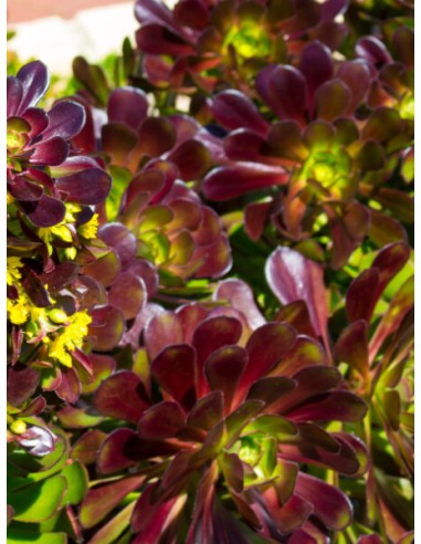 Aeonium Arboreum 'Atropurpureum' - Aéonium Pourpre