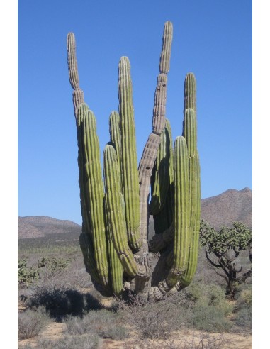 Pachycereus Weberii Touffe