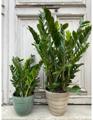 Zamioculcas