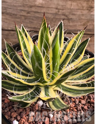 Agave Filifera