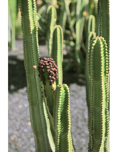 Euphorbia Canariensis