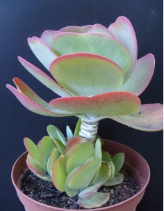 Kalanchoe Thyrsiflora