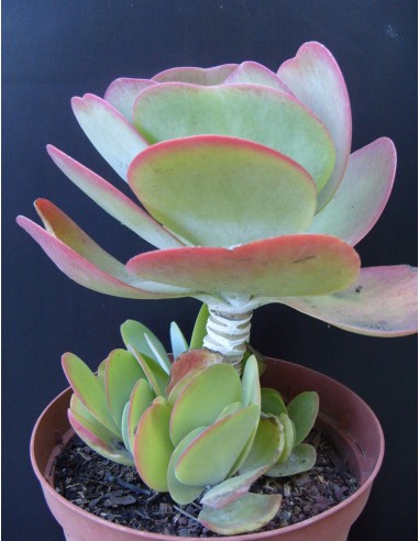 Kalanchoe Thyrsiflora